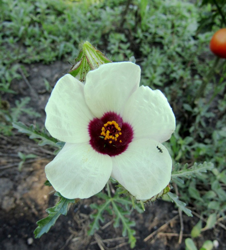 Гибискус тройчатый китайский доктор