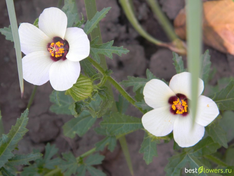 38. Гибискус тройчатый