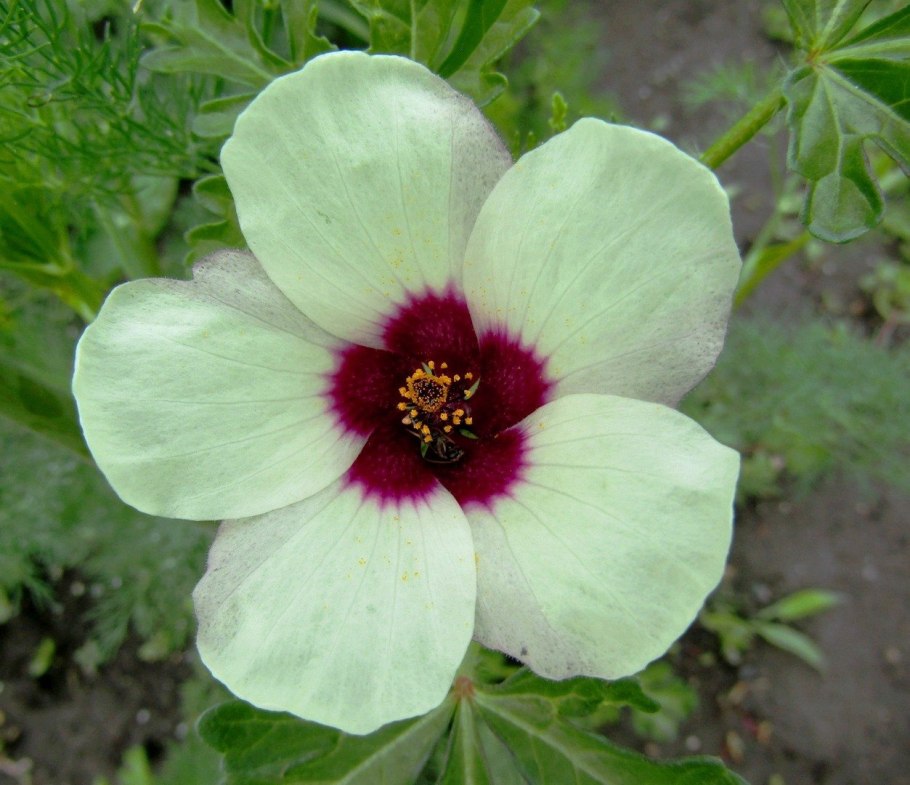 Гибискус тройчатый китайский