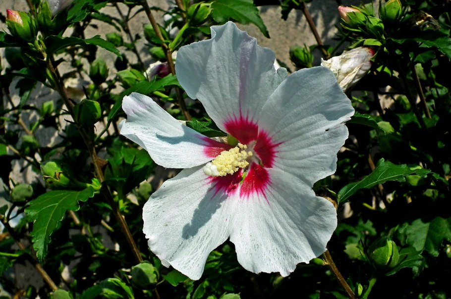 Гибискус Северный