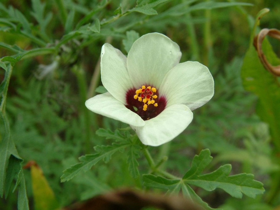 Гибискус тройчатый китайский доктор