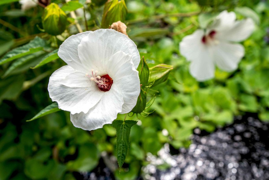Гибискус тройчатый — однолетник