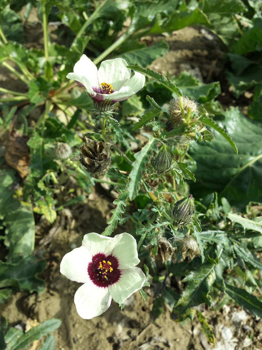 Гибискус тройчатый фото чашечка