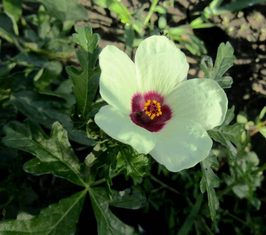 Гибискус Северный