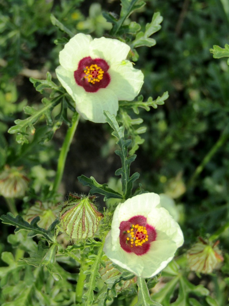 Гибискус Египетский