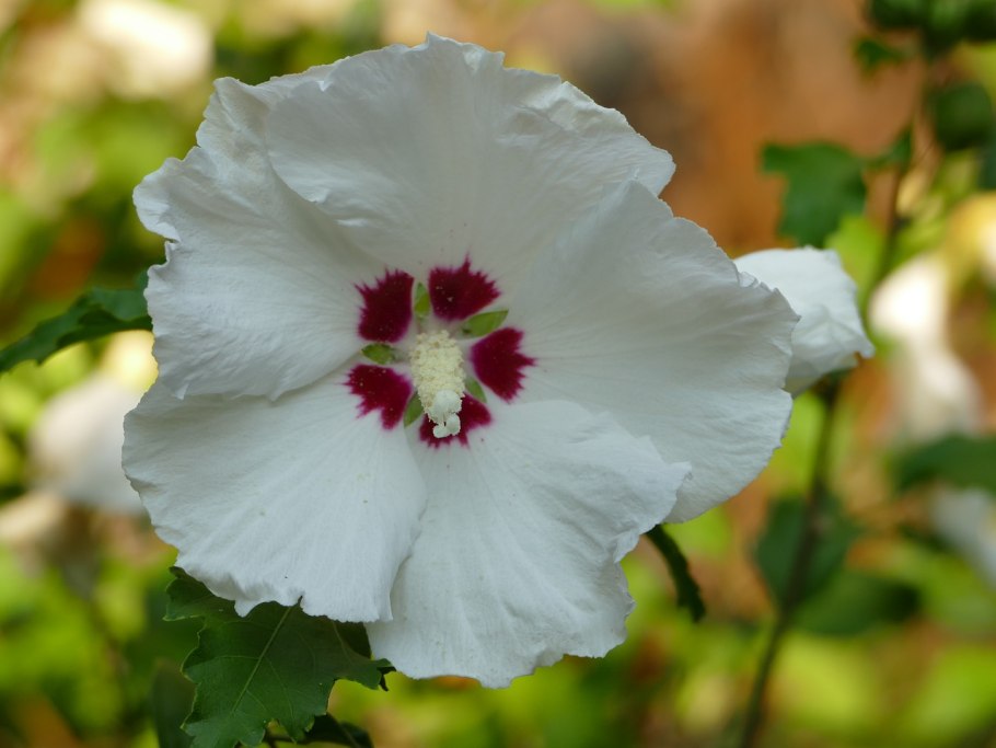 Гибискус анатомия