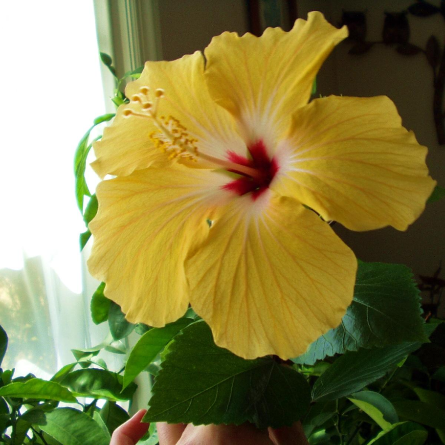 Гибискус трехраздельный