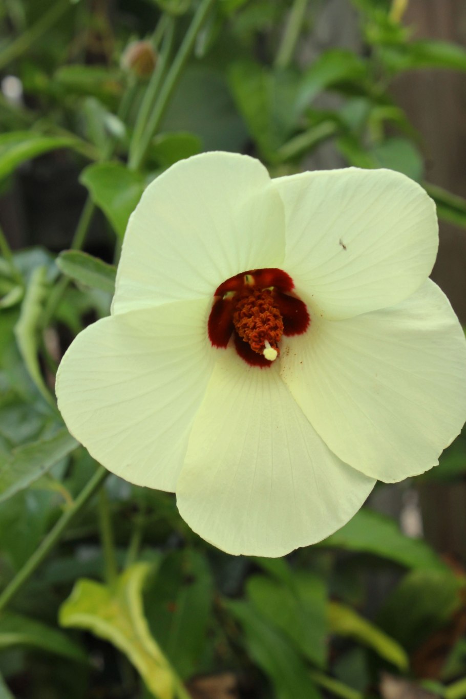 Гибискус Каиро Роуз