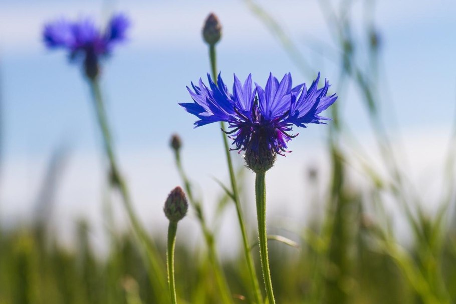 Василек синий Centaurea cyanus l.