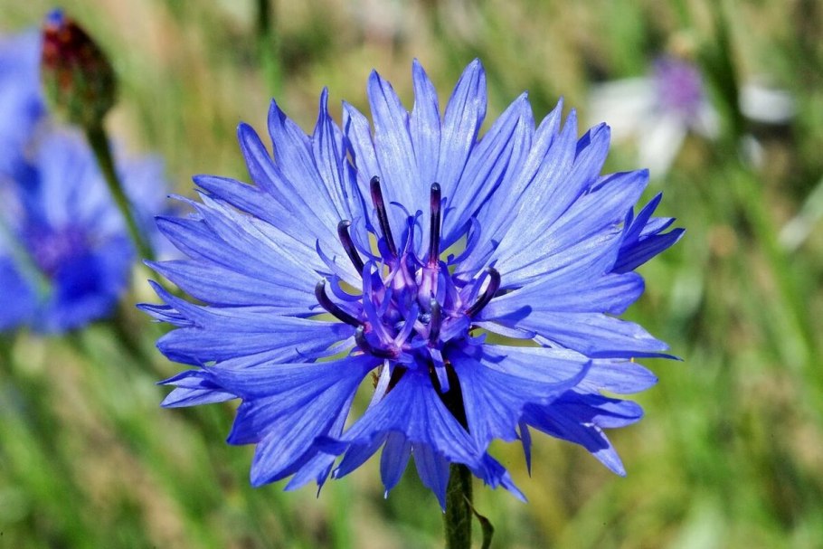 Василек синий (Centaurea cyanus)