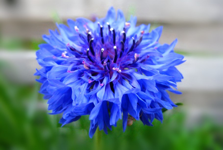 Василёк синий цветки