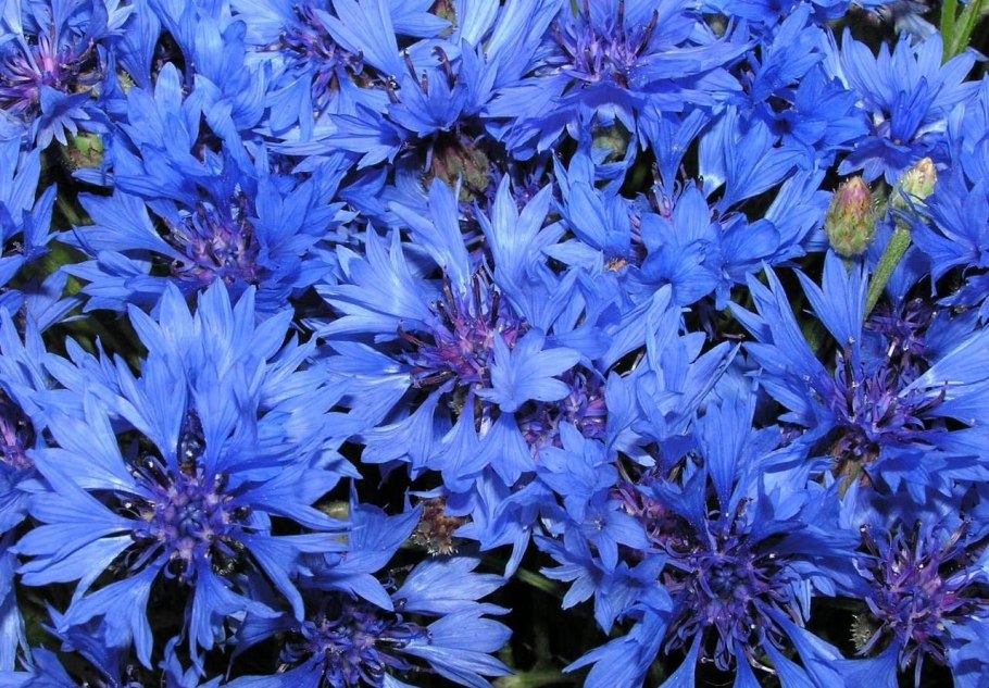 Василек Рейнский