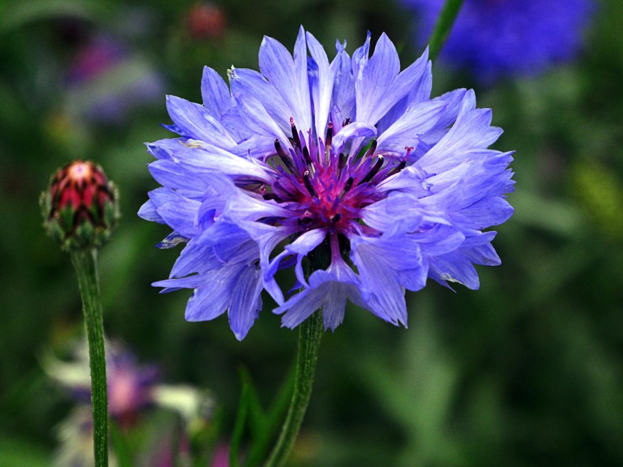 Василек полевой Centaurea cyanus