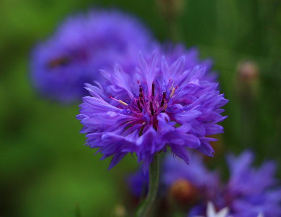 Василек Волошка