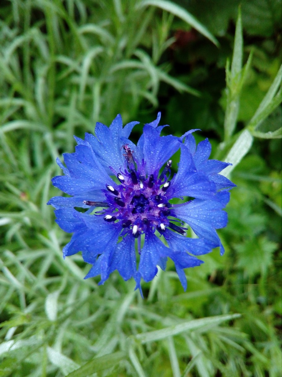 Василек полевой