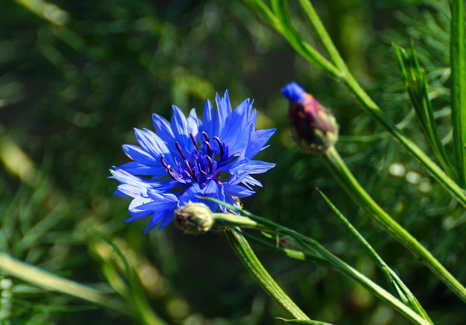 Василек Волошка