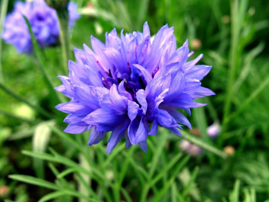 Василек Сибирский