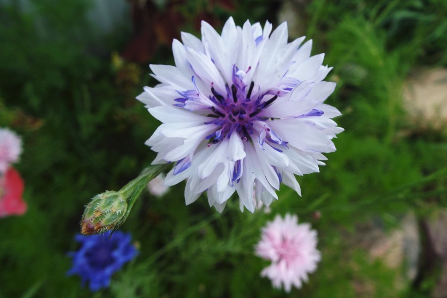 Беларусь Василек