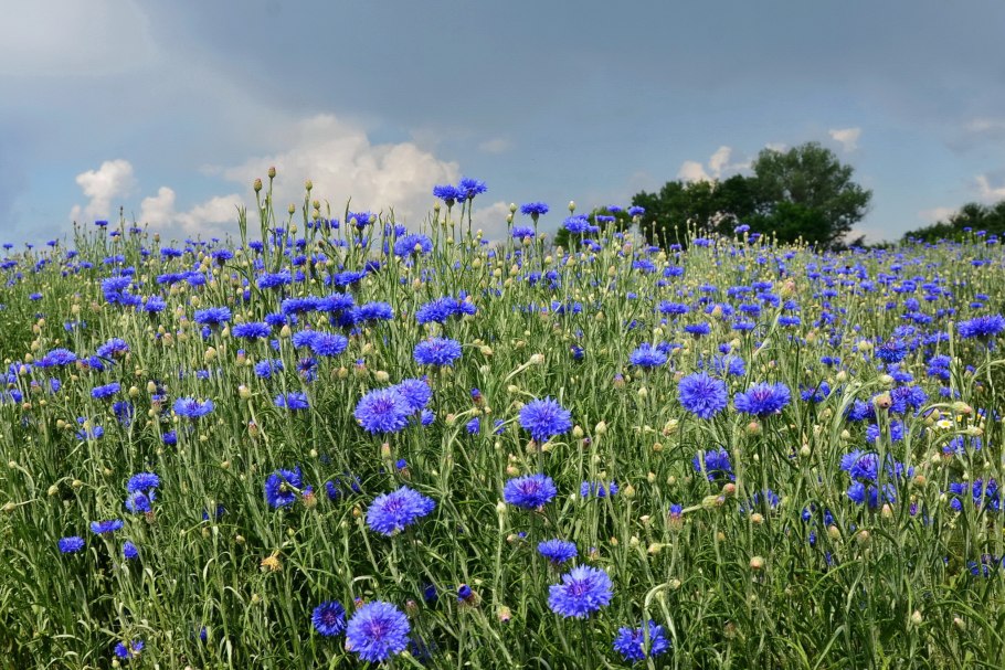 Полевые цветы Василек