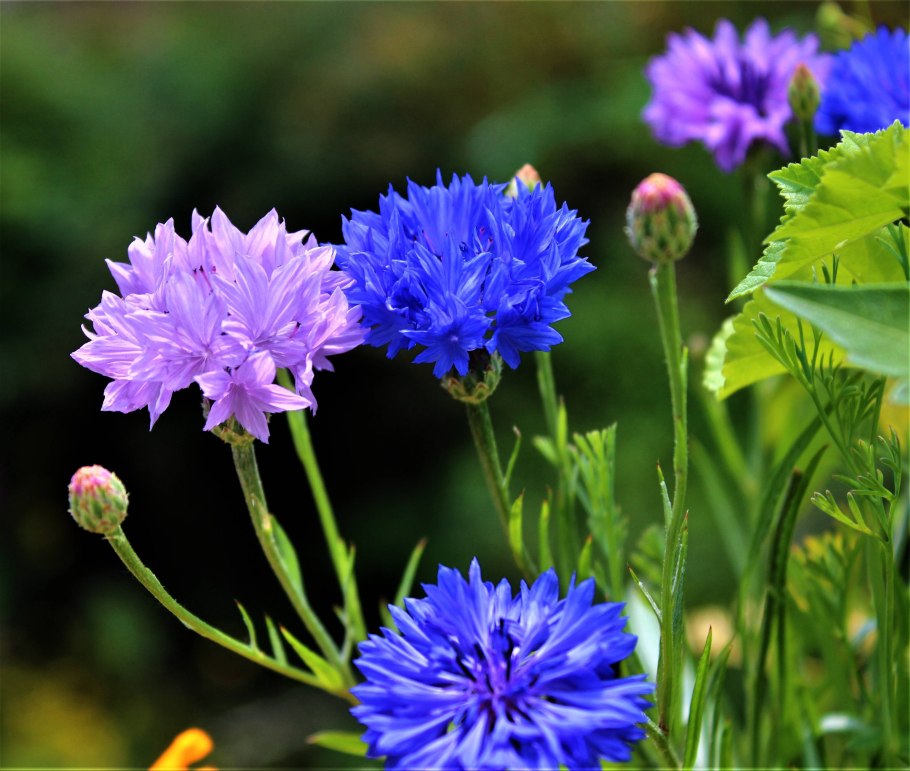 Василек цветы