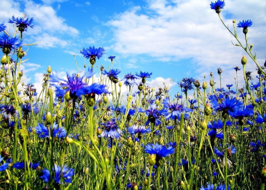 Василек полевой