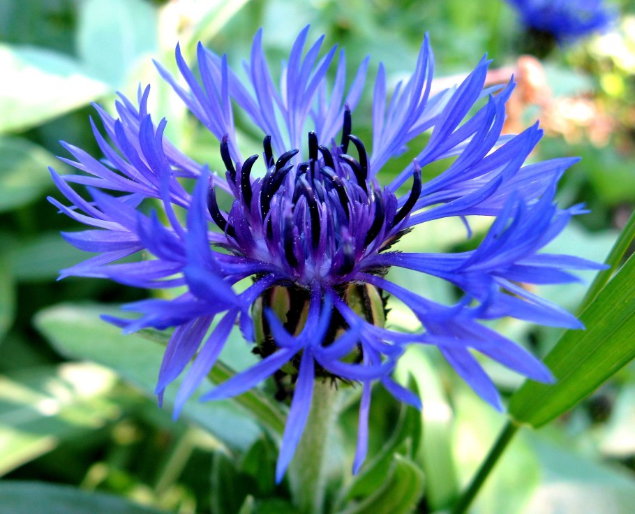 Василек полевой Centaurea cyanus