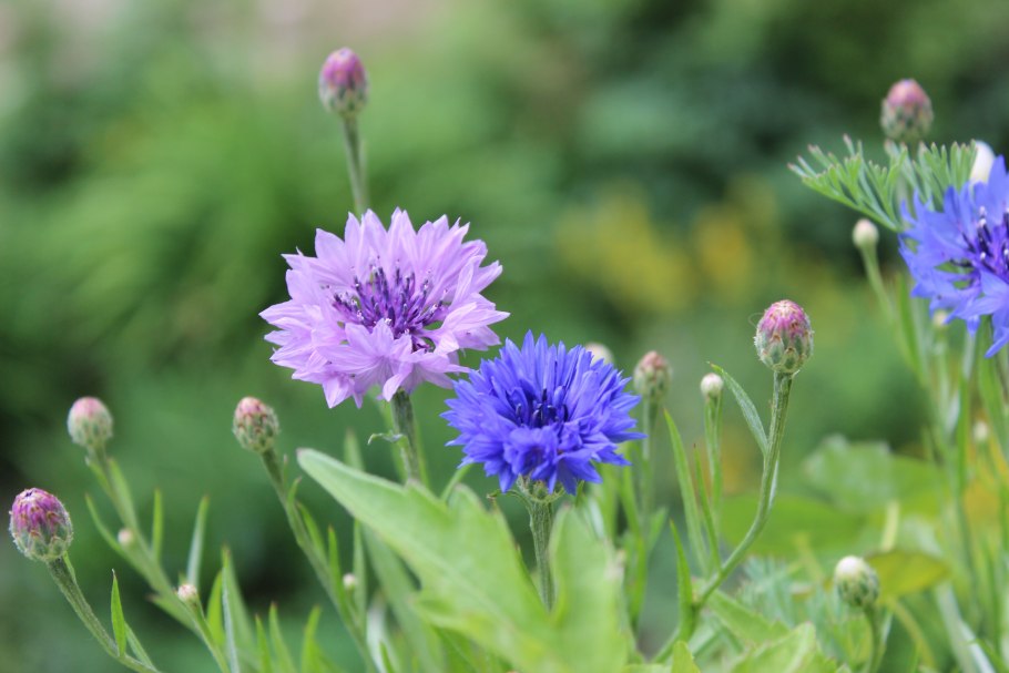 Василек цветы