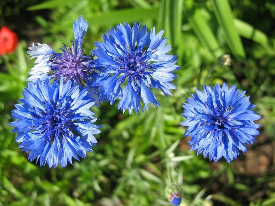 Голубой цветок Василек