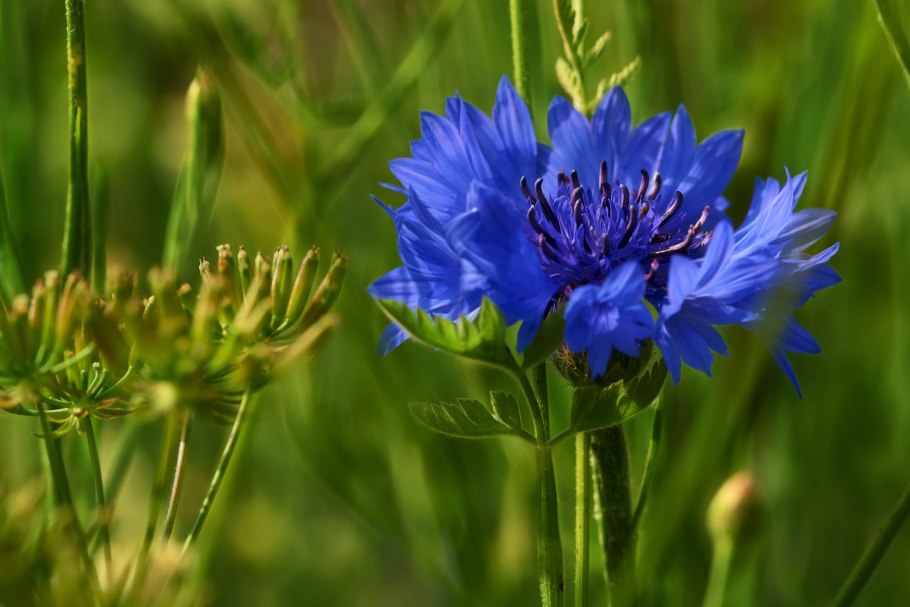 Полевые цветы Василек