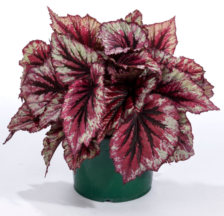 Бегония Inca Flame