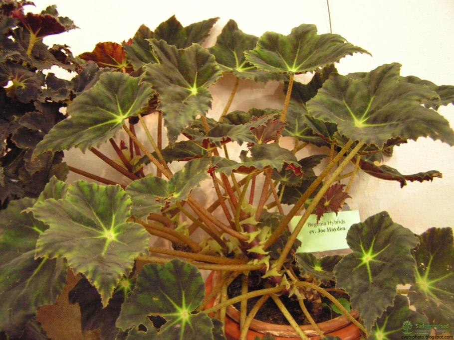 Бегония борщевиколистная