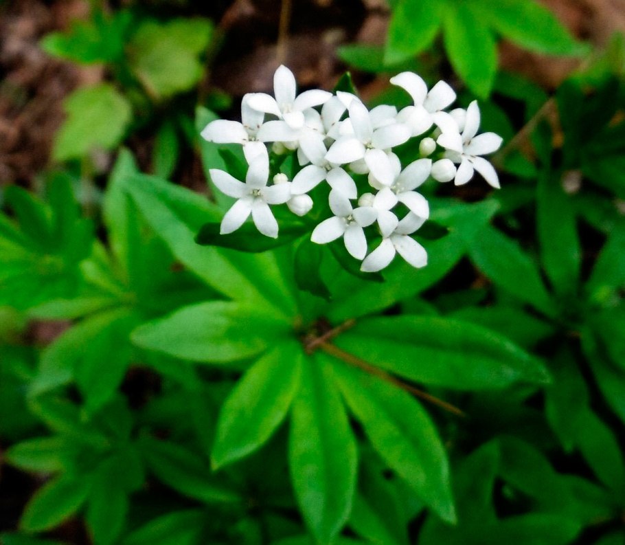 Вахта Menyanthes trifoliata