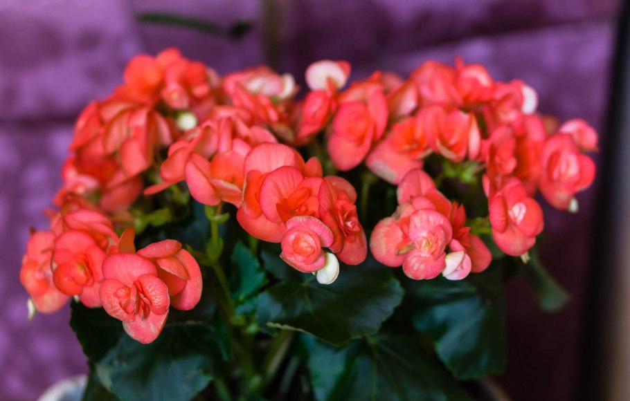 Бегония Элатиор Клара