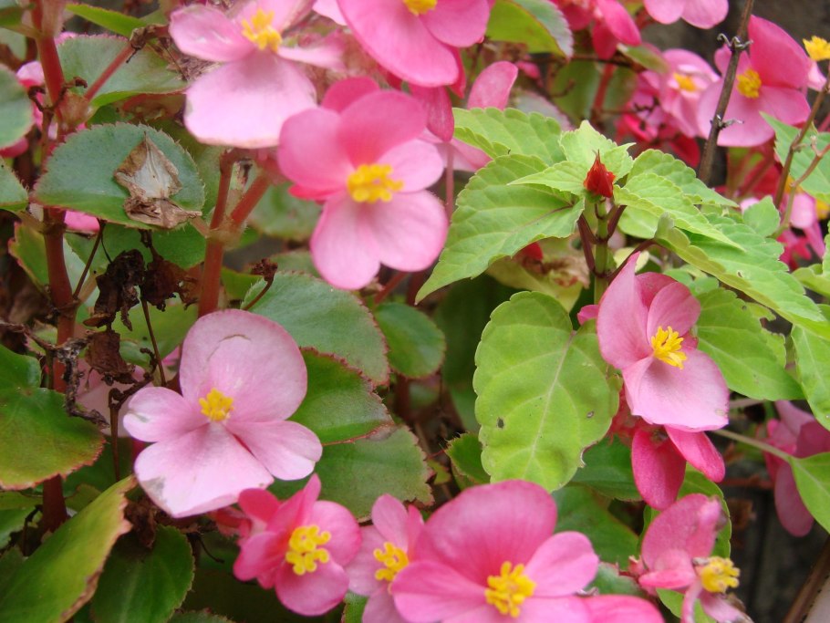 Бегония вьюнковая