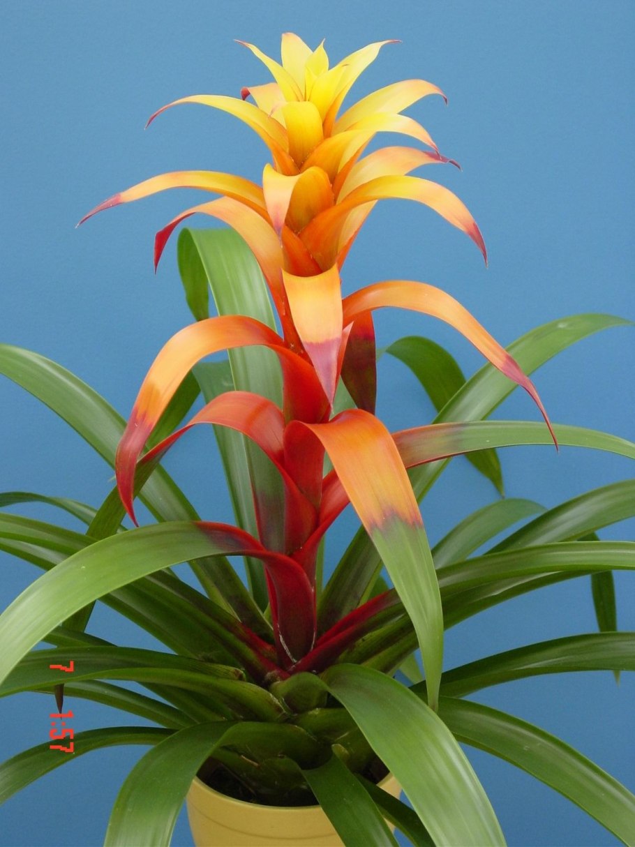 Guzmania monostachya