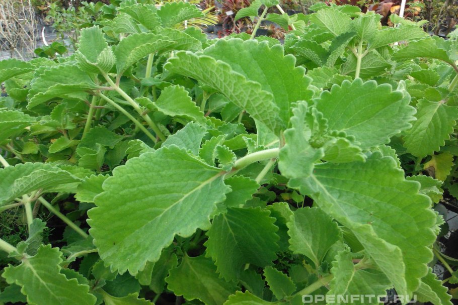 Плектрантус Эртендаля (мята)