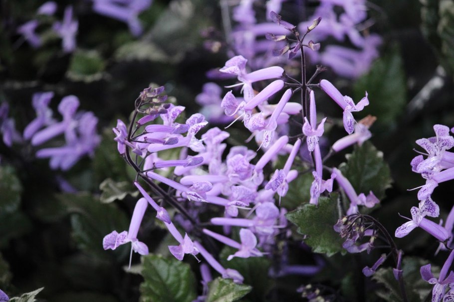 Плектрантус шпороцветник