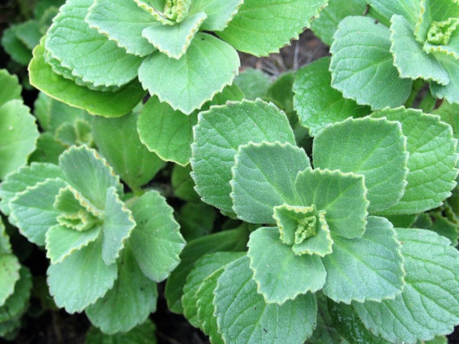 Плектрантус шпороцветник