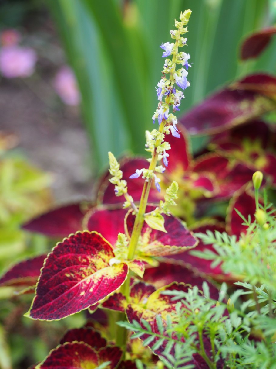 Плектрантус шпороцветник