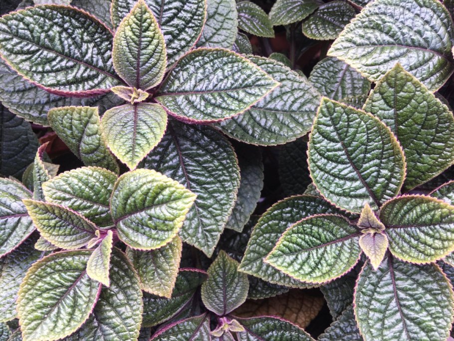 Плектрантус шпороцветник