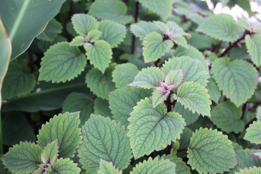 Плектрантус шпороцветник