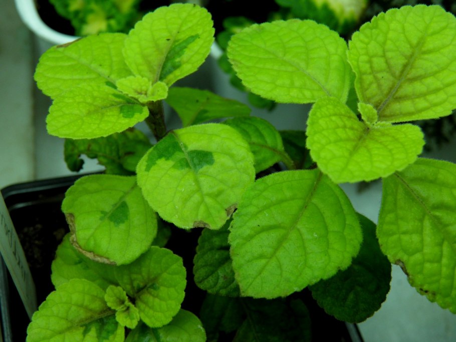 Плектрантус Южный