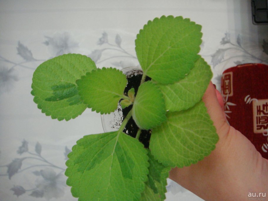 Мята плектрантус войлочная