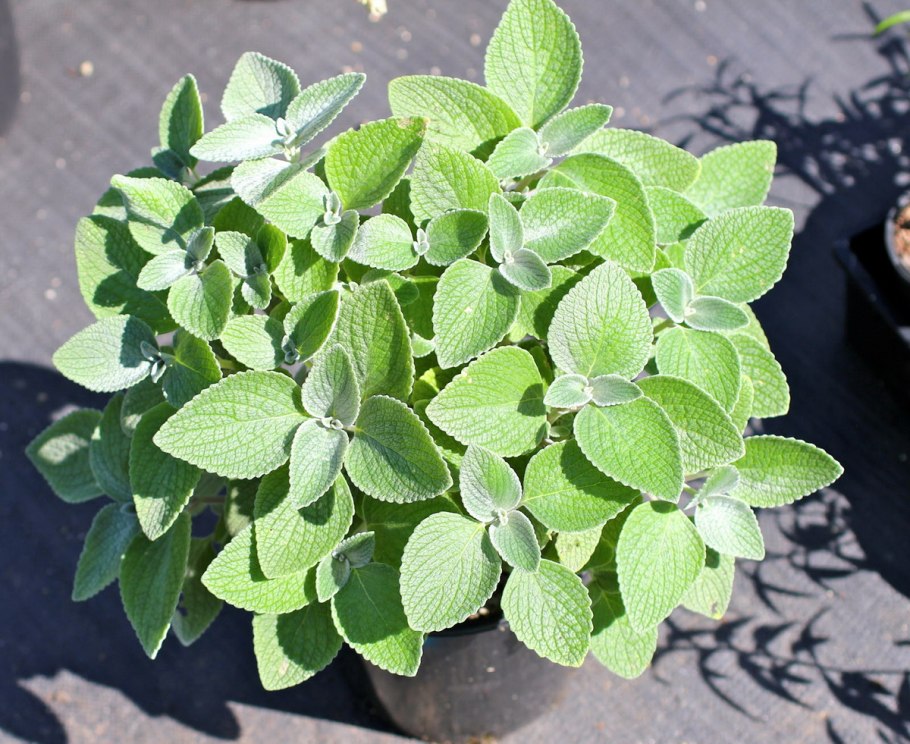 Плектрантус цилиатус