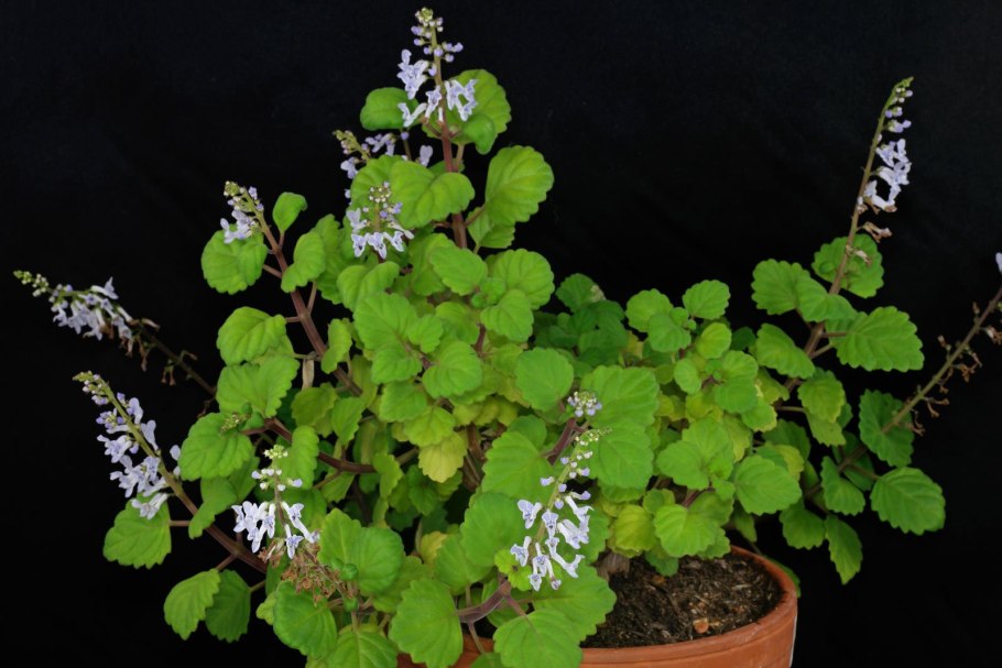 Плектрантус Эртендаля (мята)