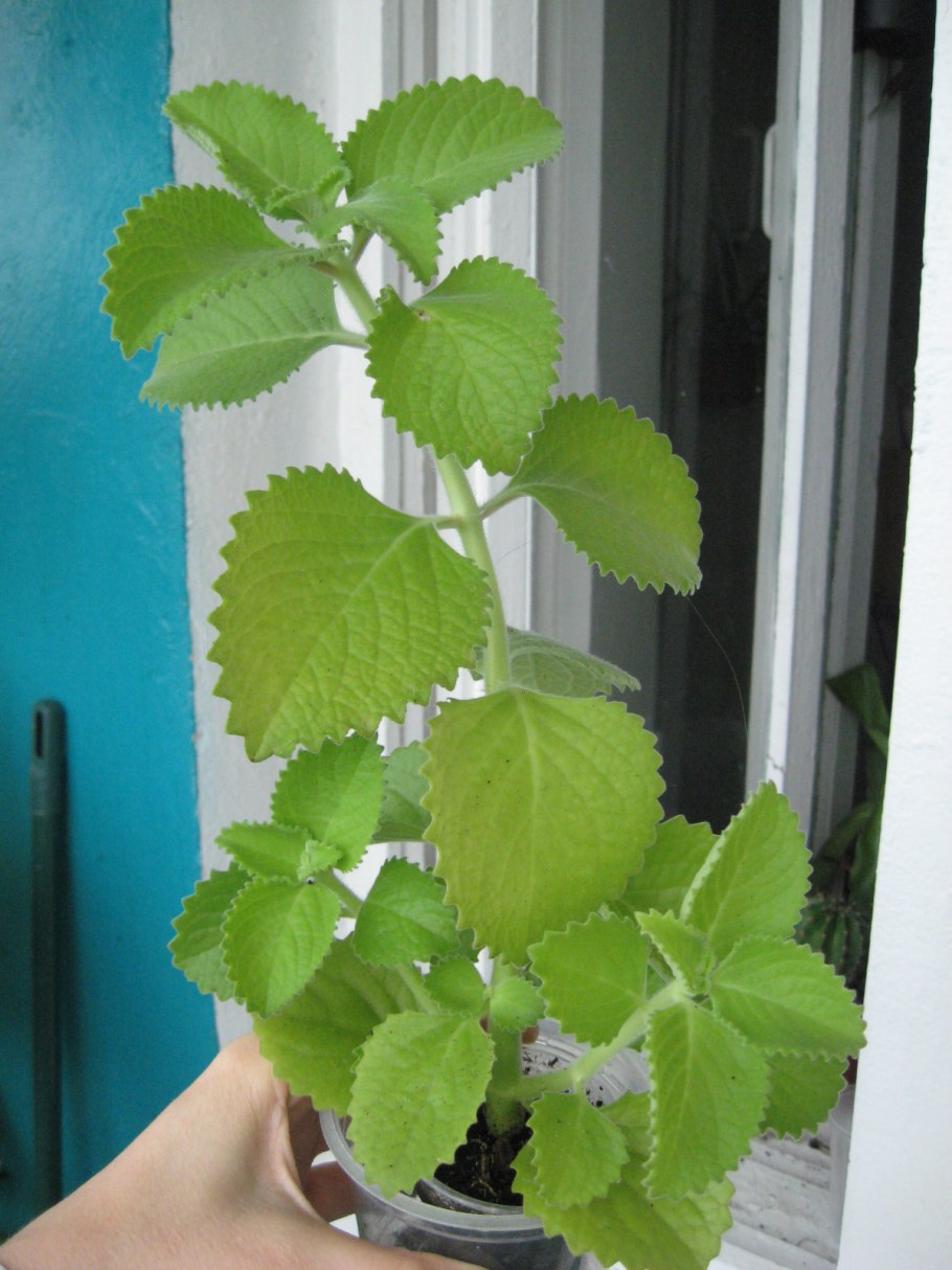 Плектрантус аргентатус