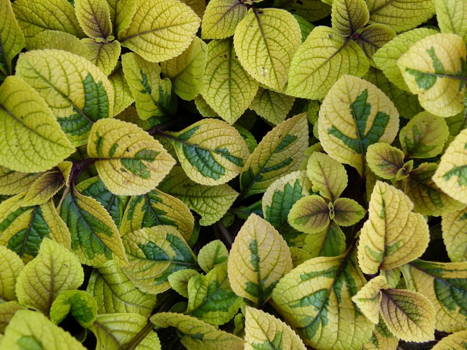 Плектрантус Oregano