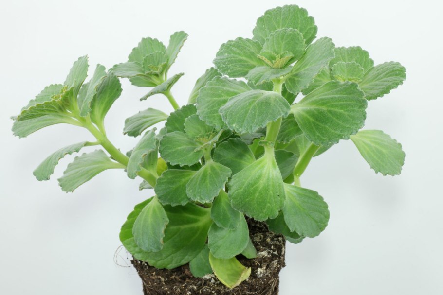 Плектрантус аргентатус