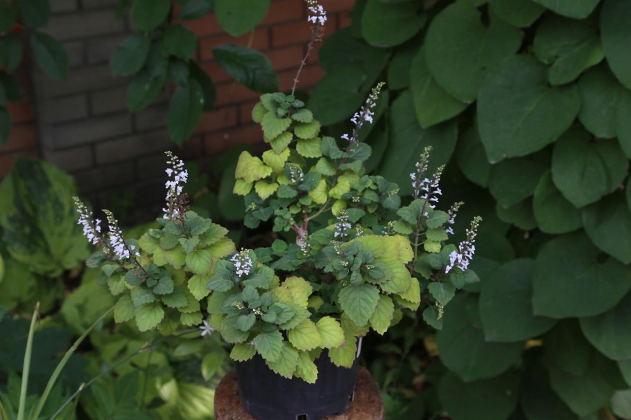 Плектрантус каудексный