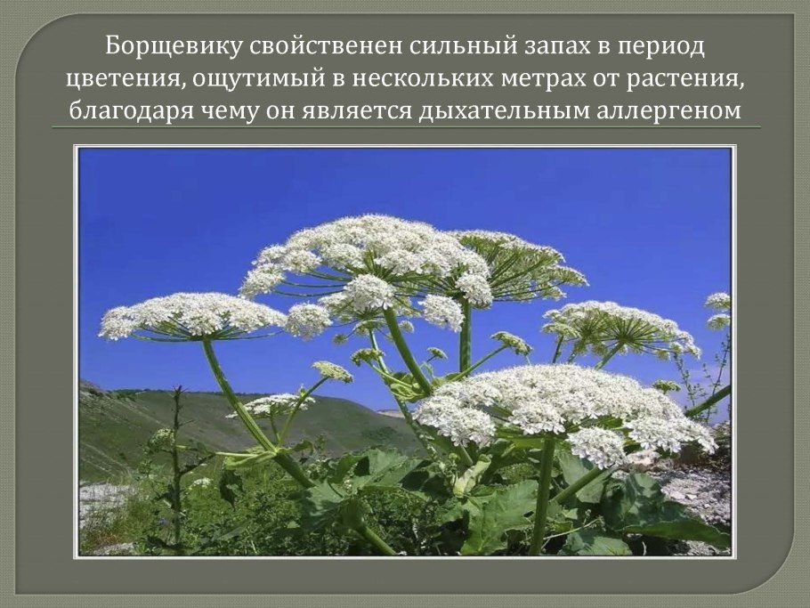 Борщевик ядовитое растение